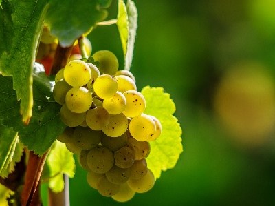 Vinhos verdes com colheita «excelente» em 2015