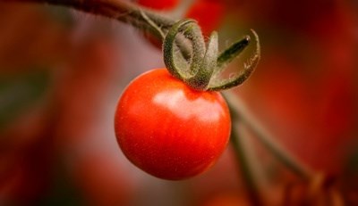 Viseu recebe em 2019 o Colóquio Nacional de Horticultura Biológica