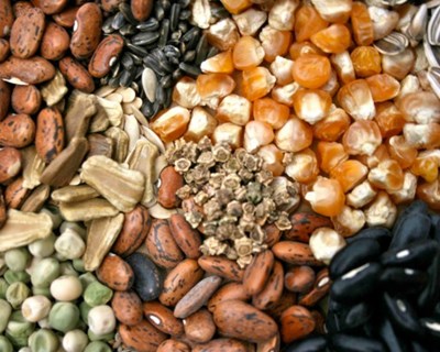 Visita ao Banco Português de Germoplasma Vegetal