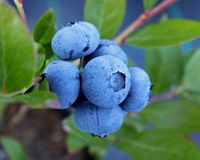 Visita de campo a explorações em modo de produção biológico
