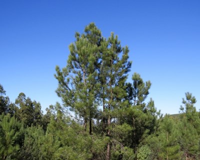 Visita de campo sobre o melhoramento genético do pinheiro bravo