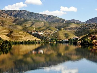 Viticultores do Douro queixam-se de elevados prejuízos