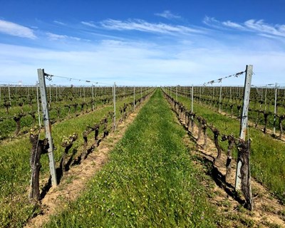 Viticultura: Évora recebe apresentação do Carts