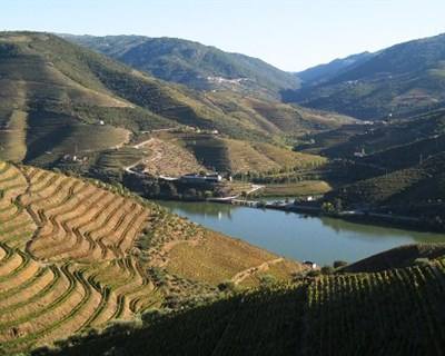 Viticultura: protocolo premeia investigadores da UTAD