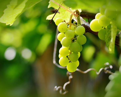 VITIS 2021/2022: Alteração de candidaturas