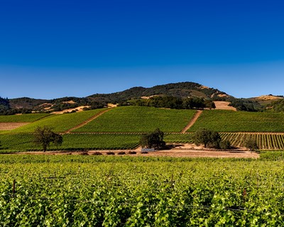 Aberto o registo de pedido de pagamento do VITIS para a campanha 2021-2022