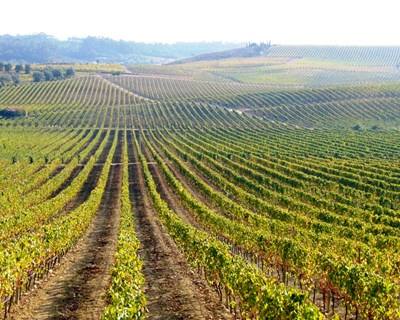 Vitivinícola da Bairrada certifica 5,5 milhões de garrafas e reforça projeto Baga