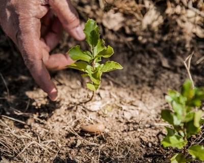 Voluntários plantam 2500 árvores autóctones em Santa Maria da Feira