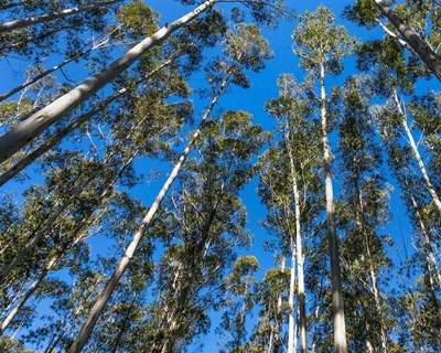 Webinar da Biond sobre “Pragas, Doenças e Plantas Invasoras em Eucaliptais” reúne mais de 170 participantes