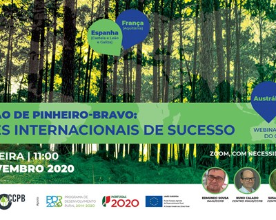 Webinar de encerramento do ciclo “Produção de pinheiro-bravo: fatores internacionais de sucesso” acontece em novembro