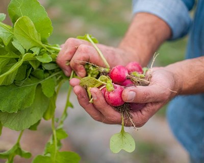 Webinar "Nova legislação sobre agricultura biológica"