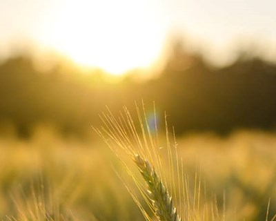 Wisecrop propulsiona a agricultura para a era das novas tecnologias