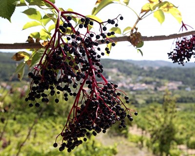 Workshop "Baga de Sabugueiro - instalação da cultura" a 3 de novembro