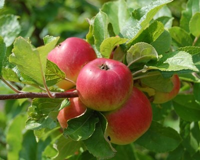 Workshop de podas e enxertias de árvores de fruto