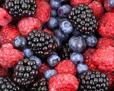 Workshop de proteção integrada e fertilização em Pequenos Frutos