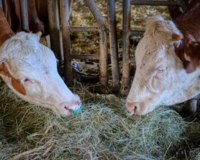 XI Jornadas de Alimentação Animal: metas ambientais em contexto de guerra e inflação