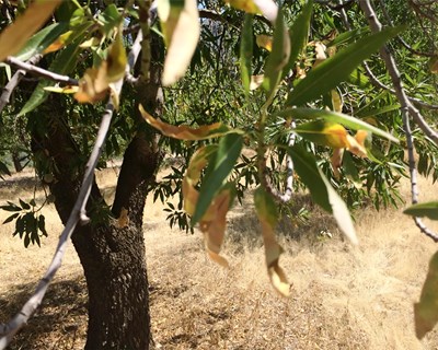 Xylella fastidiosa: ações de formação no Algarve