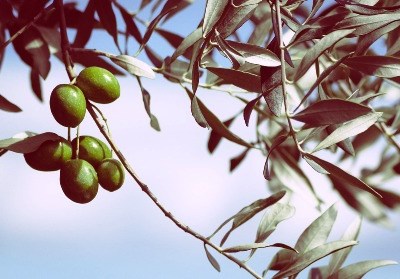 Xylella fastidiosa: Comissão da Agricultura do PE pede medidas
