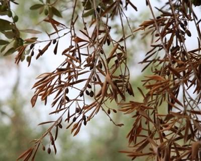 Xylella fastidiosa: confirmada causa da bactéria