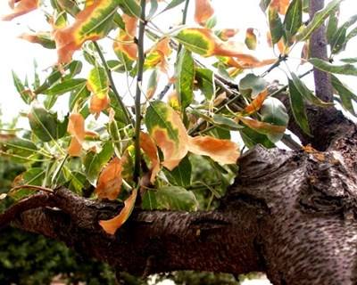 Xylella fastidiosa detetada no sul da Córsega
