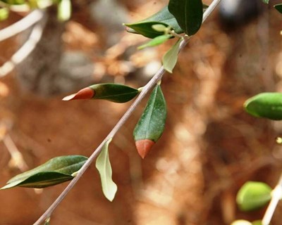 Xylella fastidiosa: DGAV atualiza informação