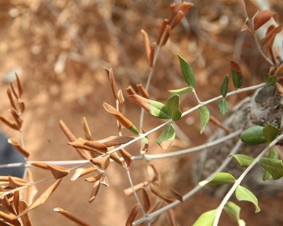 Xylella fastidiosa é tema de seminário em Mirandela