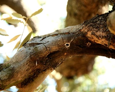 Xylella fastidiosa: Parlamento Europeu pede medidas para travar contágio da bactéria