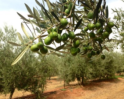 Xylella fastidiosa vai ser detetada por drones