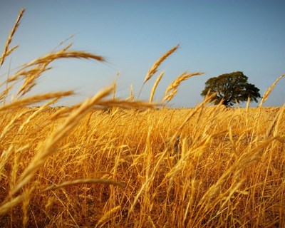 Zero alerta que agricultura de "mais e mais consumo" deixa Alentejo em risco de seca