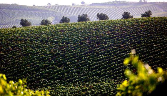 agricultura