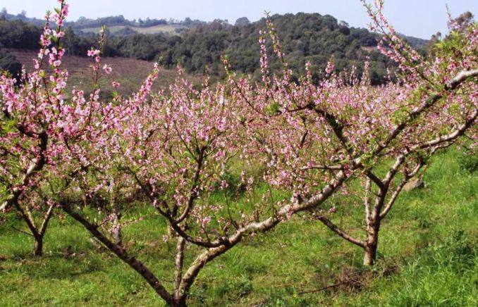 plantação de pessegueiros