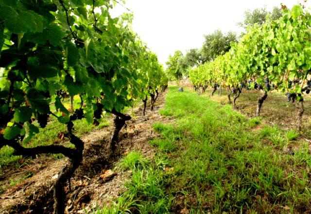 vinho e vinha em Mangualde