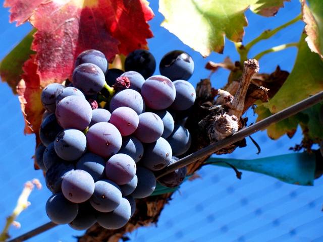 vinhos do D&atilde;o