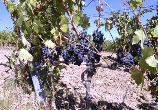 vinhos da Vidigueira