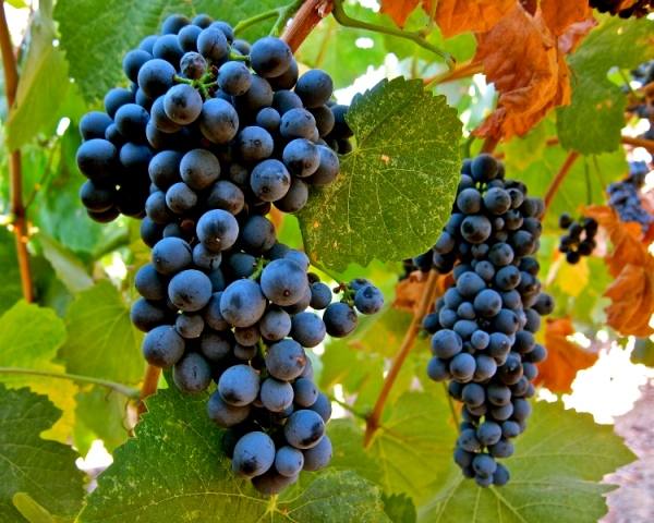 vinhos
