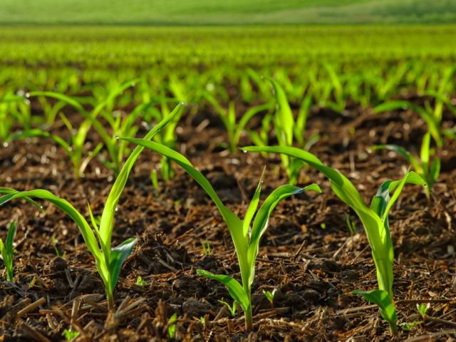 novos agricultores