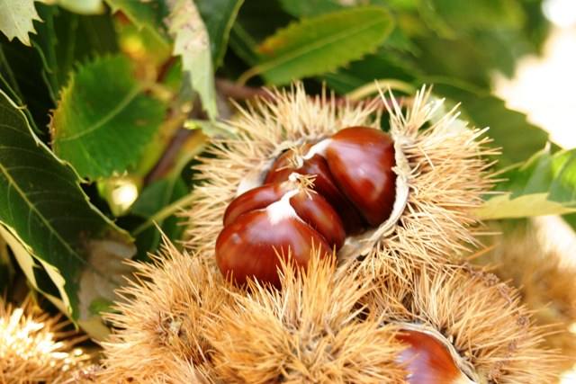 vespa castanheiro