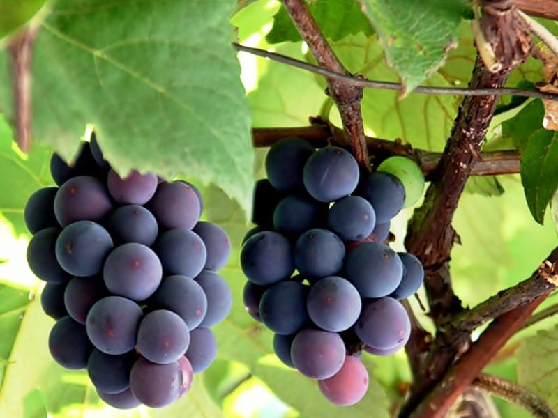 vinho