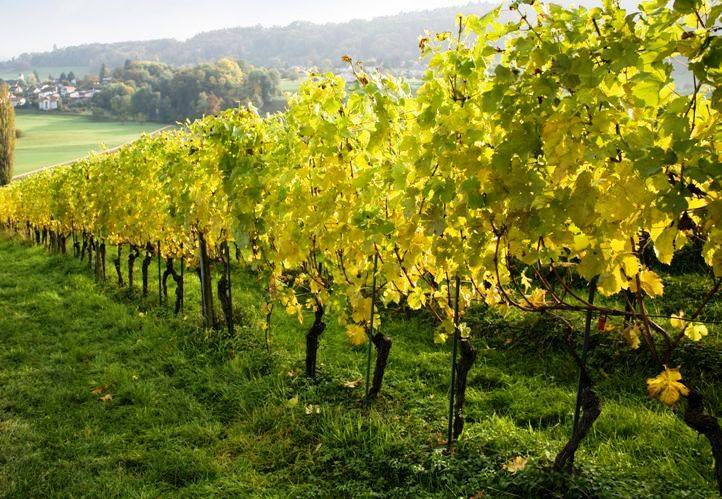 vinhos