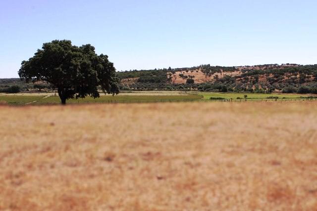 montado
