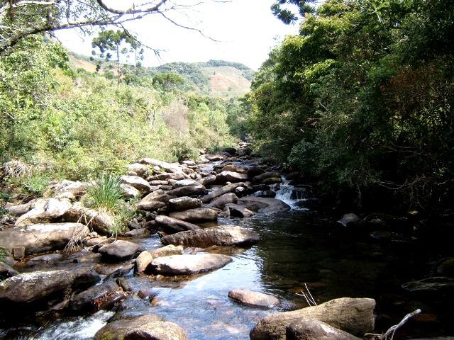 florestas