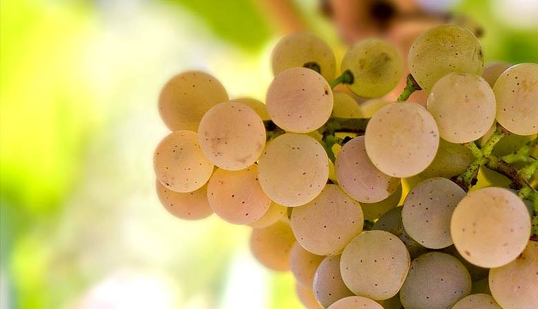 alvarinho