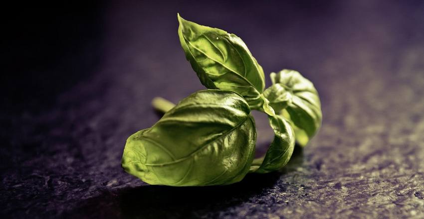 alimentar