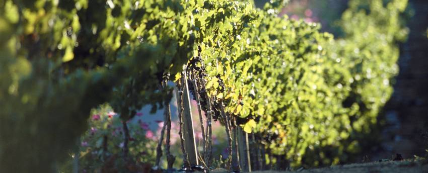 alvarinho