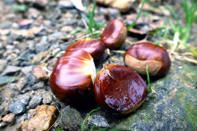 castanha
