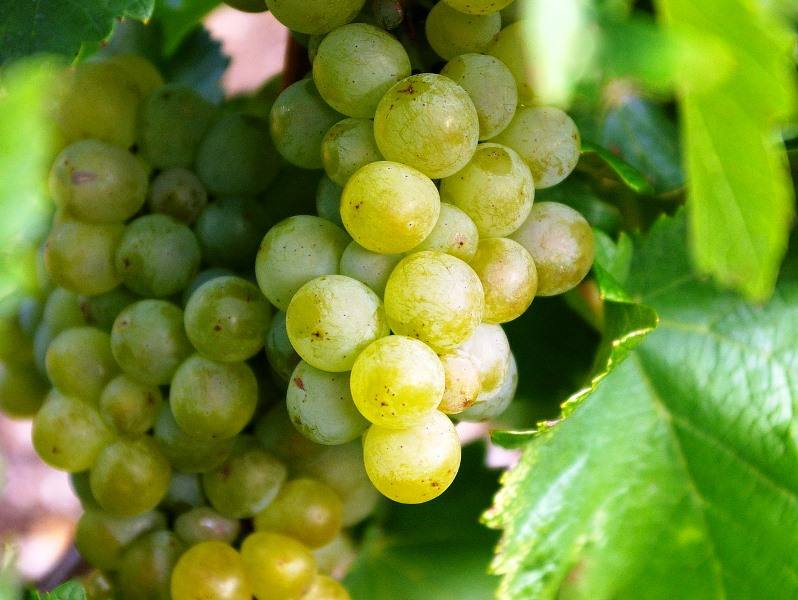 vinhos
