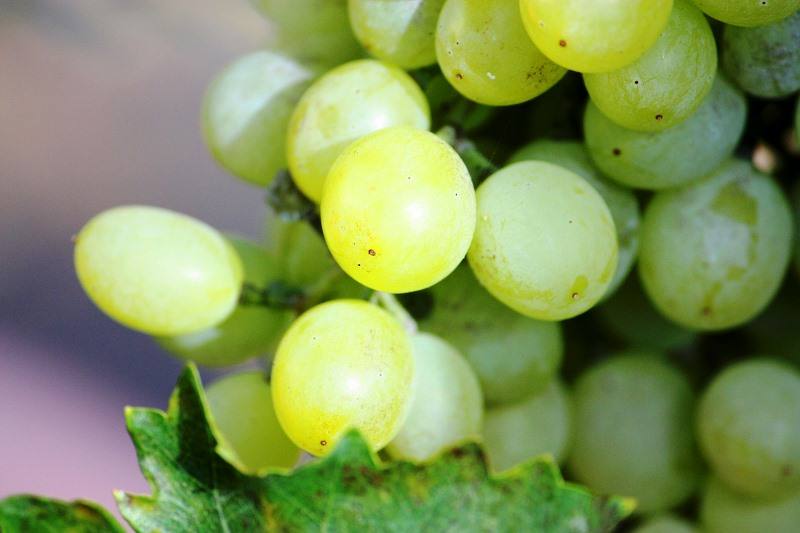 uvas