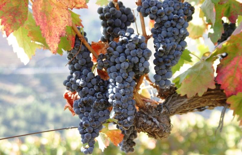 douro