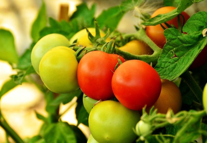 agrobio