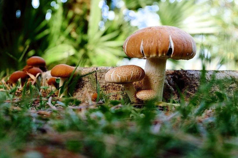 cogumelos